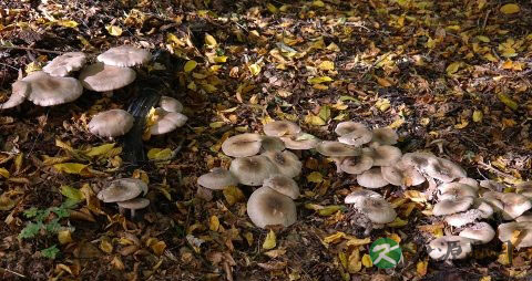 秋季一个人的食谱 秋季一个人的食谱