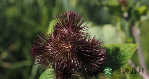灵芝秋天吃好吗 灵芝秋天吃好吗