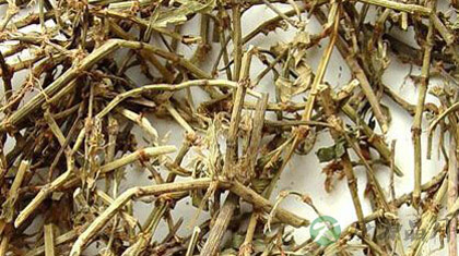 扁蓄的功效与作用_扁蓄的药用价值 扁蓄的功效与作用_扁蓄的药用价值