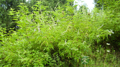 黄荆子的功效与作用_黄荆子的药用价值 黄荆子的功效与作用_黄荆子的药用价值