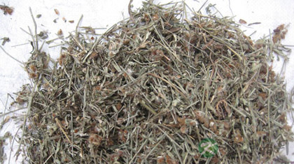 野芝麻的功效与作用_野芝麻的药用价值 野芝麻的功效与作用_野芝麻的药用价值