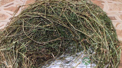 白花蛇舌草的功效与作用_白花蛇舌草的药用价值 白花蛇舌草的功效与作用_白花蛇舌草的药用价值