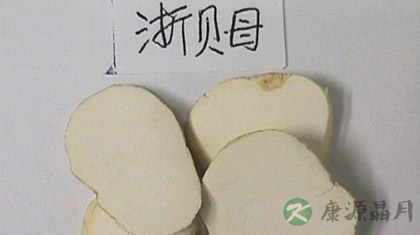 浙贝母的功效与作用_浙贝母的药用价值 浙贝母的功效与作用_浙贝母的药用价值
