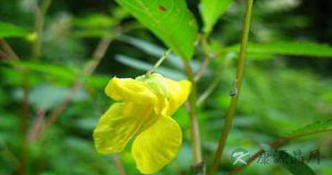 水金凤的药用价值_水金凤的副作用 水金凤的药用价值_水金凤的副作用