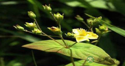 元宝草的药用价值_元宝草的副作用 元宝草的药用价值_元宝草的副作用