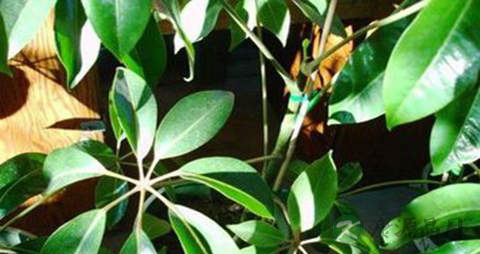 汉桃叶的药用价值_汉桃叶的副作用 汉桃叶的药用价值_汉桃叶的副作用
