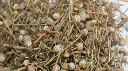 谷精草的功效与作用_谷精草的药用价值 谷精草的功效与作用_谷精草的药用价值