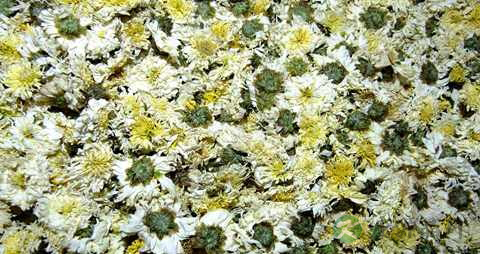 中药菊花功效 中药菊花功效