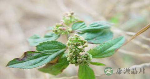 大飞扬的药用价值_大飞扬的副作用 大飞扬的药用价值_大飞扬的副作用