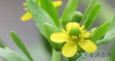 石龙芮的药用价值_石龙芮的副作用 石龙芮的药用价值_石龙芮的副作用