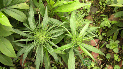 白术的功效与作用_白术的药用价值 白术的功效与作用_白术的药用价值