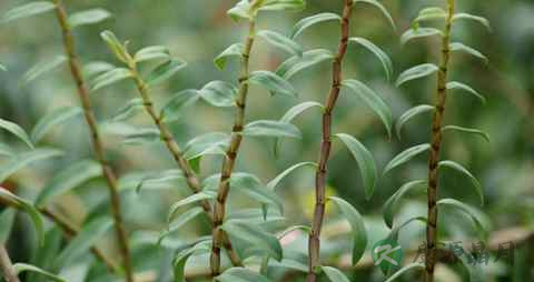 黑节草的功效与作用 黑节草的功效与作用
