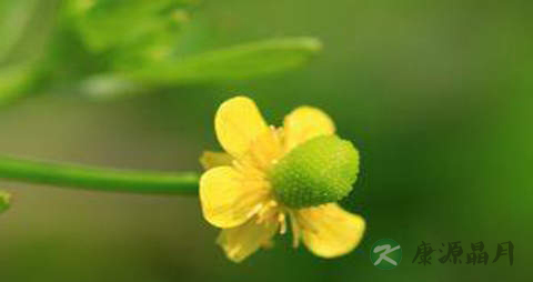 石龙芮的药用价值_石龙芮的副作用 石龙芮的药用价值_石龙芮的副作用