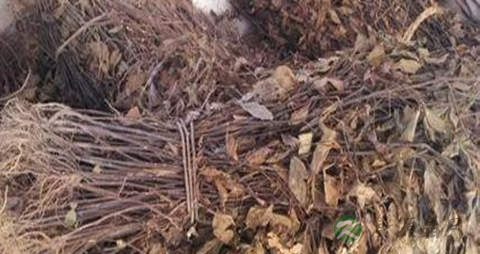 九节风的药用价值_九节风的副作用 九节风的药用价值_九节风的副作用