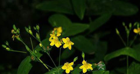 元宝草的药用价值_元宝草的副作用 元宝草的药用价值_元宝草的副作用