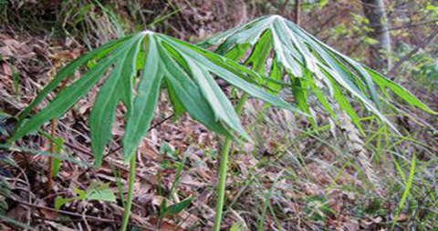 兔儿伞的药用价值_兔儿伞的副作用 兔儿伞的药用价值_兔儿伞的副作用