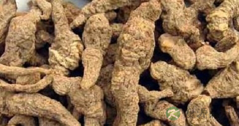 中药地黄功效与作用 中药地黄功效与作用