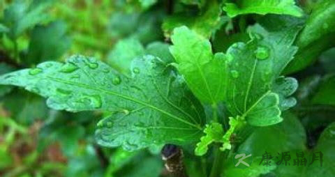 木槿叶的功效与作用 木槿叶的功效与作用