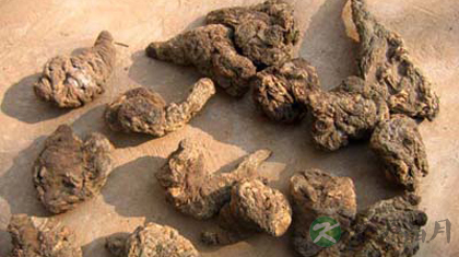 地黄的功效与作用_地黄的药用价值 地黄的功效与作用_地黄的药用价值