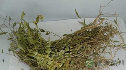 孩儿草的功效与作用_孩儿草的药用价值 孩儿草的功效与作用_孩儿草的药用价值