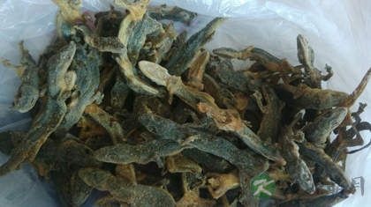 壁虎的功效与作用_壁虎的药用价值 壁虎的功效与作用_壁虎的药用价值