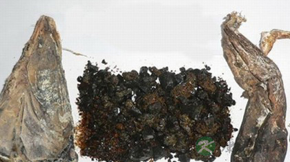 熊胆的功效与作用_熊胆的药用价值 熊胆的功效与作用_熊胆的药用价值