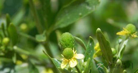 石龙芮的药用价值_石龙芮的副作用 石龙芮的药用价值_石龙芮的副作用