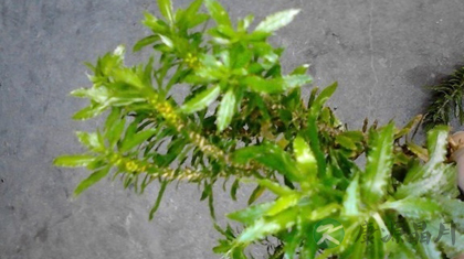 千层塔的功效与作用_千层塔的药用价值 千层塔的功效与作用_千层塔的药用价值