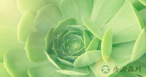 卜芥的功效与作用 卜芥的功效与作用