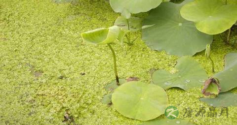 水萍的功效与作用 水萍的功效与作用