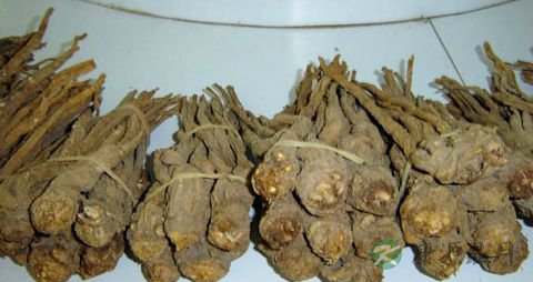 当归的功效与作用_当归的副作用 当归的功效与作用_当归的副作用