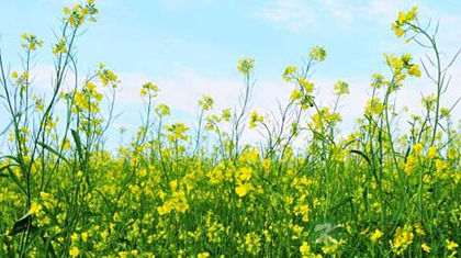 白芥子的功效与作用_白芥子的药用价值 白芥子的功效与作用_白芥子的药用价值