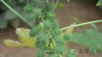 蓖麻子的功效与作用_蓖麻子的药用价值 蓖麻子的功效与作用_蓖麻子的药用价值