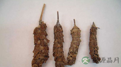夏枯草的功效与作用_夏枯草的药用价值 夏枯草的功效与作用_夏枯草的药用价值