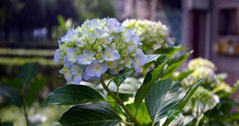 麻叶绣球的药用价值_麻叶绣球的副作用 麻叶绣球的药用价值_麻叶绣球的副作用