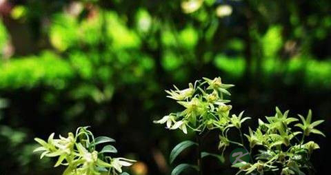 黑节草的功效与作用 黑节草的功效与作用