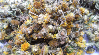 旋覆花的功效与作用_旋覆花的药用价值 旋覆花的功效与作用_旋覆花的药用价值