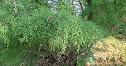 西河柳的药用价值_西河柳的副作用 西河柳的药用价值_西河柳的副作用