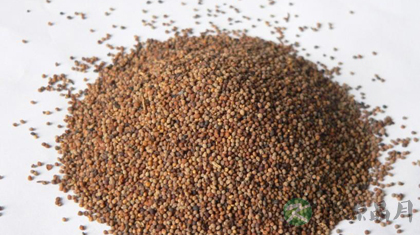 白芥子的功效与作用_白芥子的药用价值 白芥子的功效与作用_白芥子的药用价值