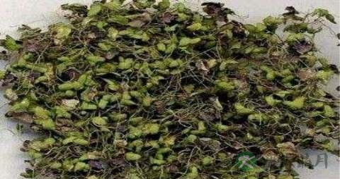 水萍的功效与作用 水萍的功效与作用