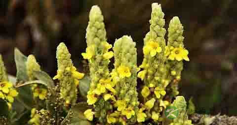 毛蕊花的药用价值_毛蕊花的副作用 毛蕊花的药用价值_毛蕊花的副作用