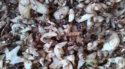 白芨的功效与作用_白芨的药用价值 白芨的功效与作用_白芨的药用价值