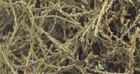 西河柳的药用价值_西河柳的副作用 西河柳的药用价值_西河柳的副作用