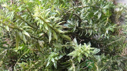 千层塔的功效与作用_千层塔的药用价值 千层塔的功效与作用_千层塔的药用价值