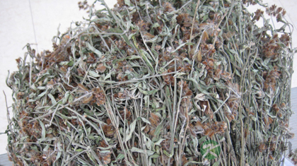 响铃草的功效与作用_响铃草的药用价值 响铃草的功效与作用_响铃草的药用价值