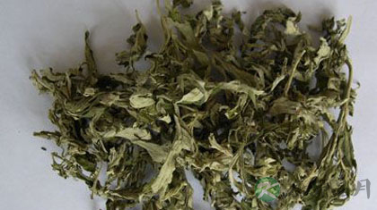 艾叶的功效与作用_艾叶的药用价值 艾叶的功效与作用_艾叶的药用价值