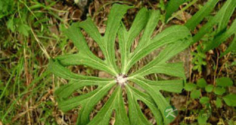 兔儿伞的药用价值_兔儿伞的副作用 兔儿伞的药用价值_兔儿伞的副作用