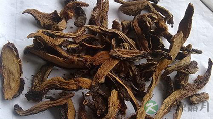 骨碎补的功效与作用_骨碎补的药用价值 骨碎补的功效与作用_骨碎补的药用价值