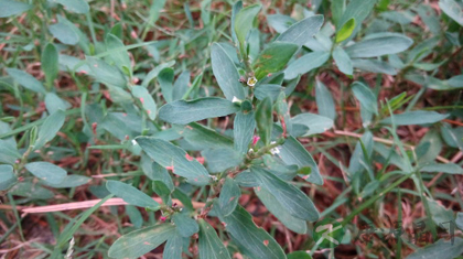 扁蓄的功效与作用_扁蓄的药用价值 扁蓄的功效与作用_扁蓄的药用价值