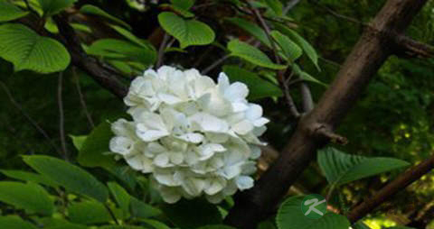 麻叶绣球的药用价值_麻叶绣球的副作用 麻叶绣球的药用价值_麻叶绣球的副作用